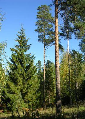 Kvalitetsgräns vid det första synbara varvet med kvistansvällningar Torrkvist mitt på stammen, klass 3 på rotstocken Krök aptering Tänk på att stamform och avsmalning påverkar rakhetskravet.