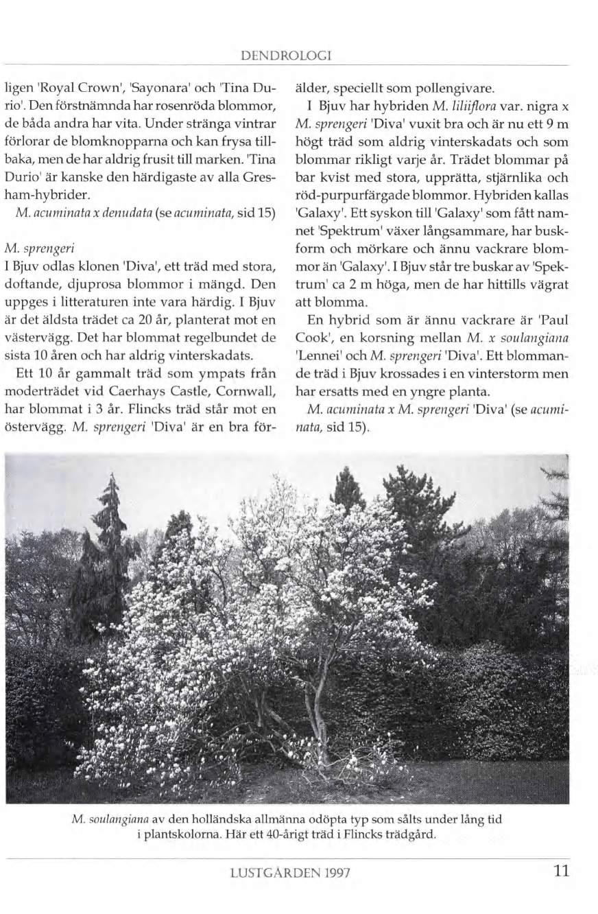 DENDROLOGI ligen 'Royal Crown1, 'Sayonara1 och Tina Durio1. Den förstnämnda har rosenröda blommor, de båda andra har vita.