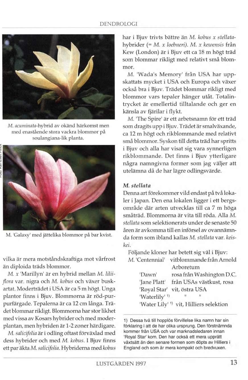 DENDROLOGI M. acuminata-hybrid av okänd härkomst men med enastående stora vackra blommor på soulangiana-lik planta. -X,4é4 kl M. 'Galaxy' med jättelika blommor på bar kvist.