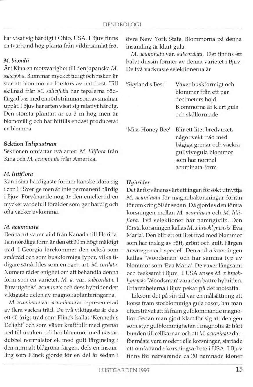DENDROLOGI har visat sig härdigt i Ohio, USA. I Bjuv finns en tvärhand hög planta från vildinsamlat frö. M. biondii Är i Kina en motsvarighet till den japanska M. salicifolia.