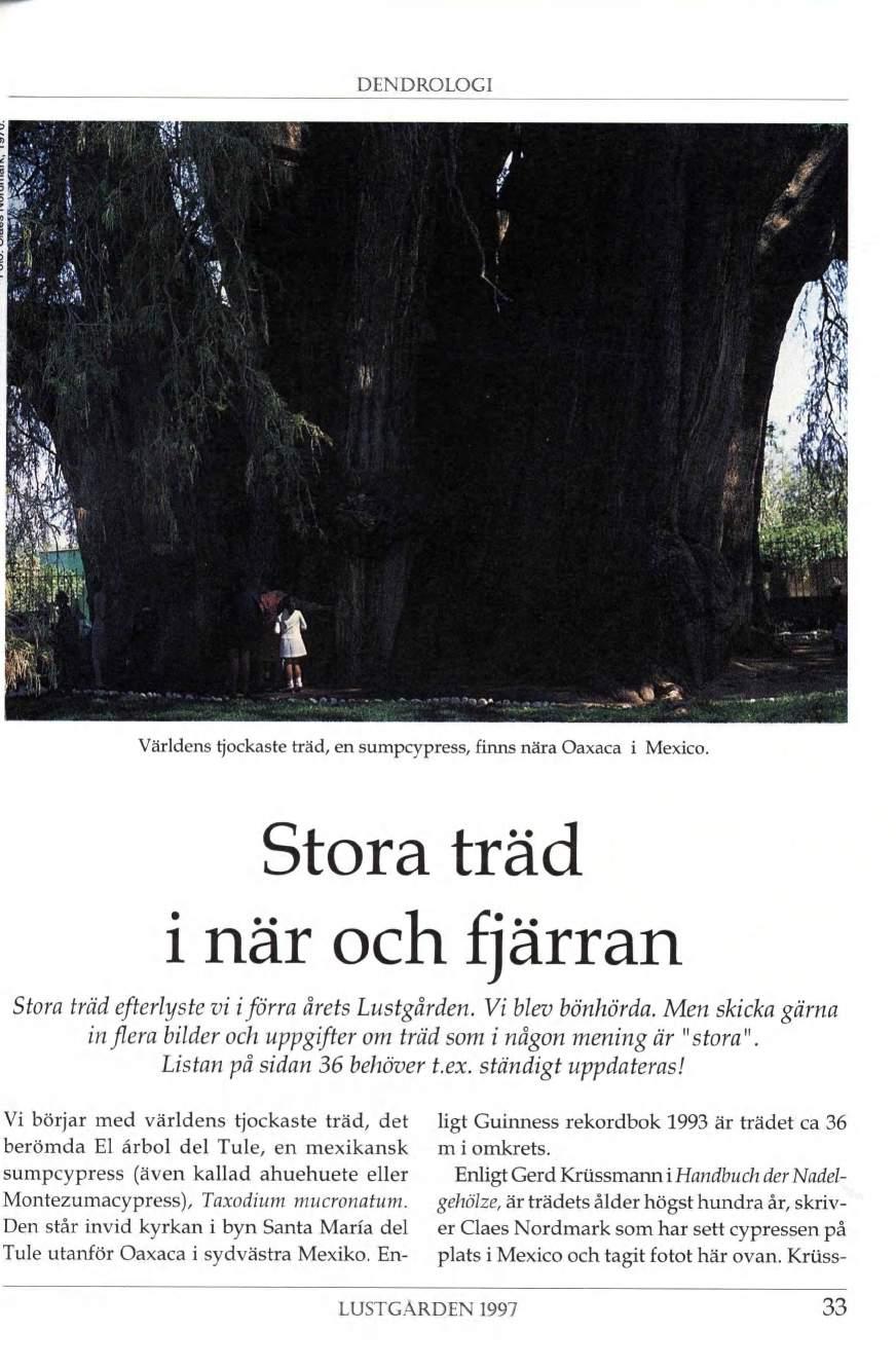 DENDROLOGI *V l') :>V ÿà Världens tjockaste träd, en sumpcypress, finns nära Oaxaca i Mexico. Stora träd i när och fjärran Stora träd efterlyste vi i förra årets Lustgården. Vi blev bönhörda.