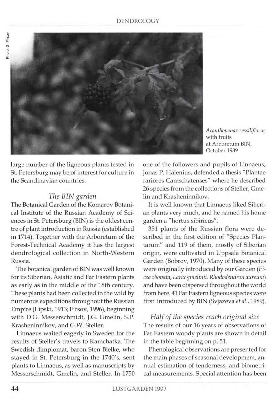 DENDROLOGY d Acanthopanax sessiliflorus with fruits at Arboretum BIN, October 1989 large number of the ligneous plants tested in St.