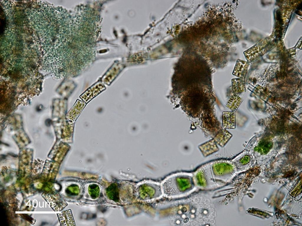 Analyser av fytobentossamhället (bottenlevande påväxtalgerna) Jag (Roland Bengtsson)har undersökt påväxtalger från tre små stenar, den största 5x5x2,5 cm insamlade från 2, 3,5 och 6,7 meters djup på