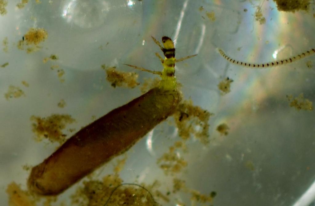 Antal djur per m² Bottenfauna Bild 8. Dramatik under luppen. En plattmask, Planaria sp. i full färd att svälja en levande Chironomid- larv.