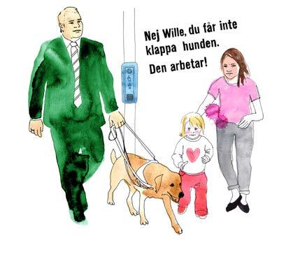 Med ledarhund I Sverige finns cirka 300 ledarhundar som hjälper sina förare att smidigt ta sig fram. Hundarna är väldigt fokuserade på sin uppgift.