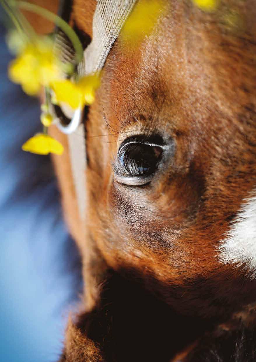 Global Farm Haras