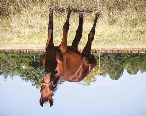 Global Credibility Hingst född 6 mars 2018 Global Credibility Ready Cash 1.10,3a 39.664.535 SEK Devilish Yankee 1.11,8a 415.