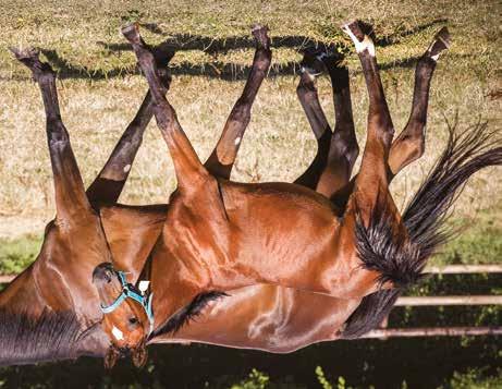 Global Concept Hingst född 11 mars 2018 FAITH född 2010, (1 avk 2018) 2018 Global Concept hingst (e. Charly du Noyer) Global Concept Charly du Noyer 1.10,3a 812.590 euro Faith 1.11,2a 849.