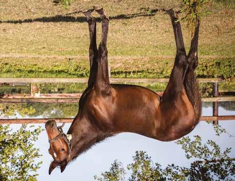 Global C est Moi Sto född 25 april 2018 GLOBAL MIDNIGHT född 2007, (2 avk 2017 2018) Vinnare Grand Prix de la Ville de Nice, Prix de Rome, tvåa Prix Helen Johansson 2017 Global Braveheart hingst (e.