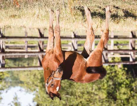 Global Count Me In Sto född 16 juni 2018 GLOBAL NAVIGATOR född 2008 (3 avk 2016-2018) 2016 Global Association hingst (e. S.J.'s Caviar) 2017 Global Bet On Me sto (e. S.J. s Caviar) 2018 Global Count Me In sto (e.