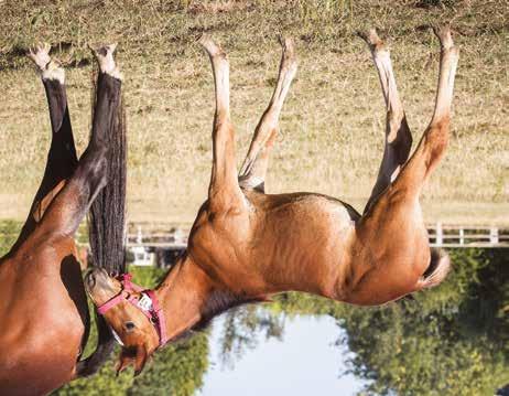 Global Chit Chat Sto född 29 maj 2018 GLOBAL RUNAWAY född 2011, (1 avk 2018) 2018 Global Chit Chat sto (e. S.J. s Caviar) I DREAM THE DREAM (8 avk 2001-2011) 2001 Born Believer valack (e.