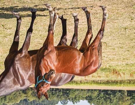 Global Coldplay Hingst född 22 mars 2018 GLOBAL TWILIGHT född 2013, (1 avk 2018) 2018 Global Coldplay hingst (e. S.J. s Caviar) Global Coldplay S.J. s Caviar 1.10,7a 12.712.