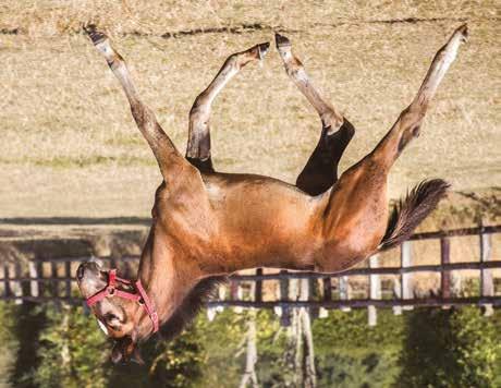 Global Classified Hingst född 14 maj 2018 HIGHEST PEAK född 2011, (3 avk 2016-2018) Vinnare Hudson Trot, Pennsylvania Sire Stakes 2016 Global Allegiance sto (e. S.J.'s Caviar) Kval Solvalla 180703; 1.