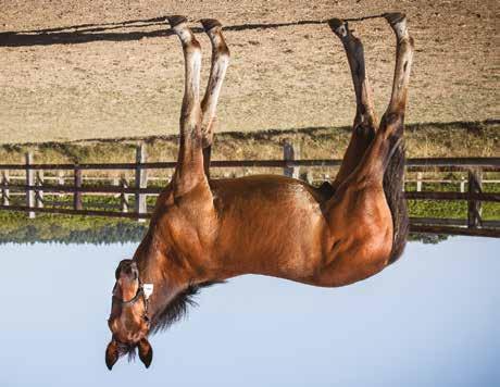 Global Company Hingst född 27 april 2018 Global Company Broadway Hall 1.12,6a 4.662.733 SEK Conway Hall 10,7a B.Cor Tamgo 12,2a Self Possessed 09,4a Hundredntenpercent 13,3a 526.