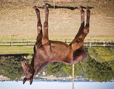 Global Commander Hingst född 1 juni 2018 IT S COAST TIME född 2005, (4 avk 2013 2018) 2013 Dreamgirl Mearas sto (e. Yankee Glide) 13,5a/112.700 SEK 2015 Fly Mearas sto (e. Cantab Hall) 15,2a/64.