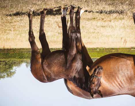 Global Catwalk Sto född 30 april 2018 KARALTA BYE BYE född 2010, (4 avk 2015-2018) 2015 Global Wannabe sto (e. Yankee Glide) 2016 Global At Work sto (e. Yield Boko) 2017 Global Badman hingst (e.