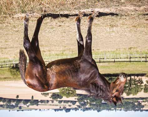 Global Crossmymind Sto född 16 april 2018 Global Crossmymind Donato Hanover 1.08,5a 21.405.654 SEK Oaklea Opal 1.13,6a 1.181.466 SEK Andover Hall 09,4a D.