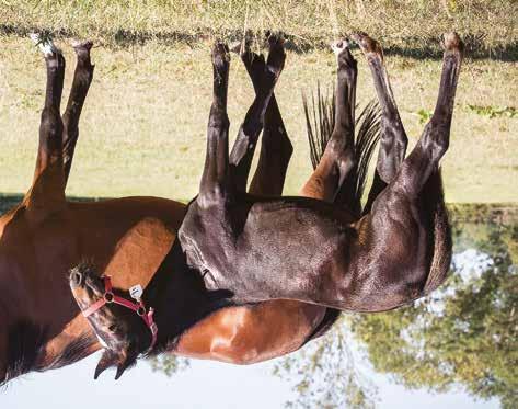 Global Crossfire Sto född 3 maj 2018 RADIANT ONE (6 avk 2012-2018) 2012 Global Solidarity hingst (e. Muscle Hill) 12,5a/455.434 SEK 2013 Global Technology hingst (e. Pastor Stephen) 18,9/11.