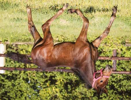 Global Creation Sto född 19 maj 2018 REFUSE TO LOSE (5 avk 2013-2018) 2013 Global Trust hingst (e. Yankee Glide) 11,5a/656.500 SEK 2014 Global Undefeded valack (e. S.J.'s Caviar) 15,1a/48.