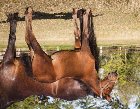 Global Currency Sto född 5 juni 2018 SERENE YANKEE född 2006, (6 avk 2011-2017) 2011 Global Republic hingst (e. Muscle HIll) 10,2a/1.414.977 SEK 2012 Global Secrecy hingst (e. Muscle Hill) 14,0a/142.