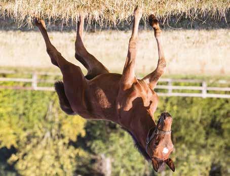 Global Capture Sto född 5 juni 2018 SHAFINA HANOVER född 2012, (2 avk 2017 2018) Tvåa i Ulf Thoresens Minne för ston, tvåa Big Noon Pokalen 2017 Global Born At Sou hingst (e. S.J.