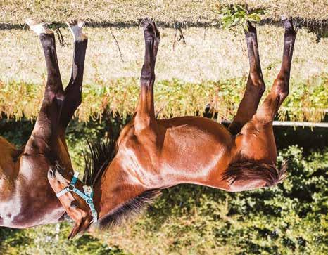Global Commitment Hingst född 2 april 2018 Global Commitment Brillantissime 10,6a 958.375 euro Ready Cash 10,3a Ivre de Victoire 15,7a Yankee Glide 11,6a Share The Promise 11,7a 358.