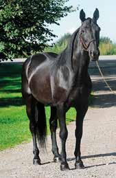 VINSTRIKAST Superproducenten är tillgänglig med färsk sperma i Sverige! Årets 2-åriga hingst i USA (2)*1.12,6a $436 790 9 st: 9-0-0 Broadway Hall e. Conway Hall B.Cor Tamgo e.