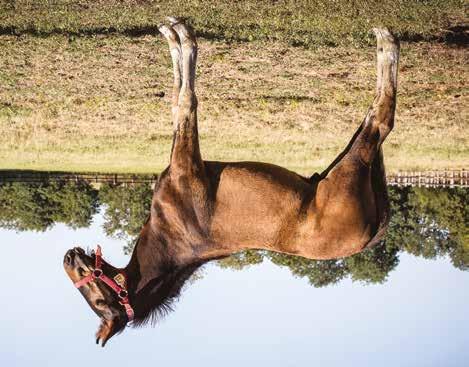 Global Cashflow Hingst född 2 maj 2018 STYLISH HANOVER född 2009, (1 avk 2018) 2018 Global Cashflow hingst (e. Ready Cash) SUSI S IMAGE född 2003, (5 avk 2007 2013) 2009 Stylish Hanover sto (e.