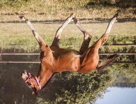 Global Champion hingst född 15 april 2018 Global Champion S.J. s Caviar 1.10,7a 12.712.661 SEK S.J. s Photo 10,2a Spawning Andover Hall 09,4a Te Quiero I.T. 1.12,3a 147.