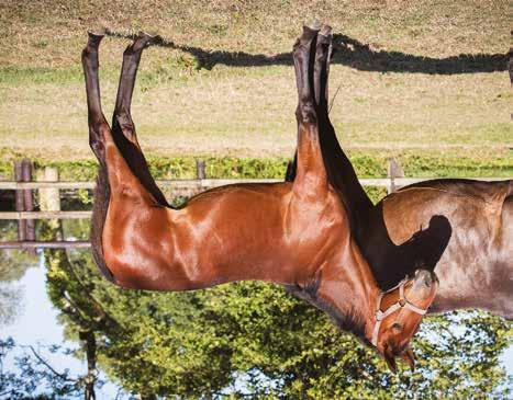 Global Celebrity Sto född 9 mars 2018 Global Celebrity Muscle Hill 1.08,5a 25.059.035 SEK Trophy Stand 1.11,2a 1.331.