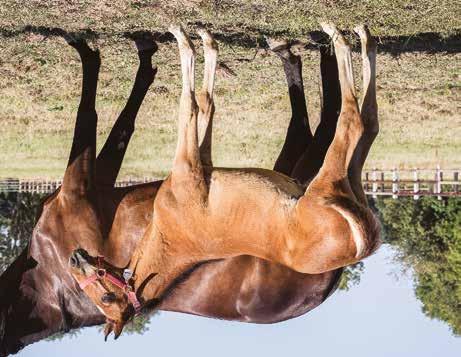 Global Commission hingst född 12 maj 2018 Global Commission Traders 1.10,1a 1.014.660 euro Amourus 1.13,0ak 298.400 SEK Ready Cash Graziella S.J.