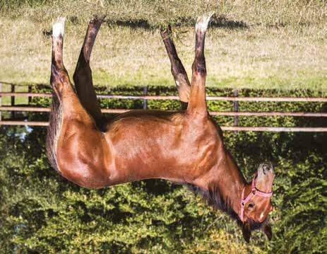 Global Crossover Hingst född 1 april 2018 AQUAMARINE HANOVER född 2010, (2 avk 2017 2018) 2017 Global Bootleg hingst (e. S.J. s Caviar) 2018 Global Crossover hingst (e.