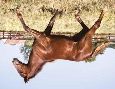 Global Cheerful Sto född 23 mars 2018 BEST LOVE född 2010 (3 avk 2014-2018) 2014 Global Unreal sto (e. S.J. s Caviar) 14,3a/84.668 2017 Global Best Lover hingst e. (S.J. s Caviar) 2018 Global Cheerful sto (e.
