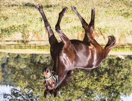 Global Collection Sto född 22 mars 2018 CELEBRITY ATHENA (6 avk 2011-2016) 2011 Mister Patience hingst (e. Andover Hall) 2012 Celebrity Pegasus hingst (e. Andover Hall) 09,6a/338.
