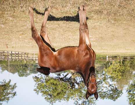 Global Cli anger Hingst född 27 juni 2018 CELEBRITY TRIBUTE född 2005 (6 avk 2011-2018) Vinnare Zweig Memorial, Filly, tvåa Matron Stakes Filly, Dunroven Stud Trot 2011 Global Revolution hingst (e.