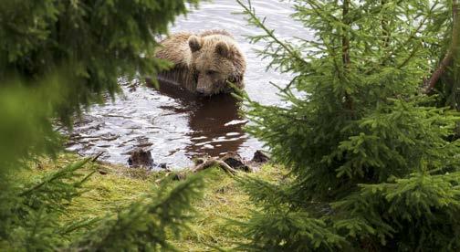 Köp av varor och tjänster Dotterföretag 1 854 9 Summa 1 854 9 Fordringar och skulder vid årets slut till följd av försäljning och köp av varor och tjänster Fordringar på närstående Dotterföretag 43