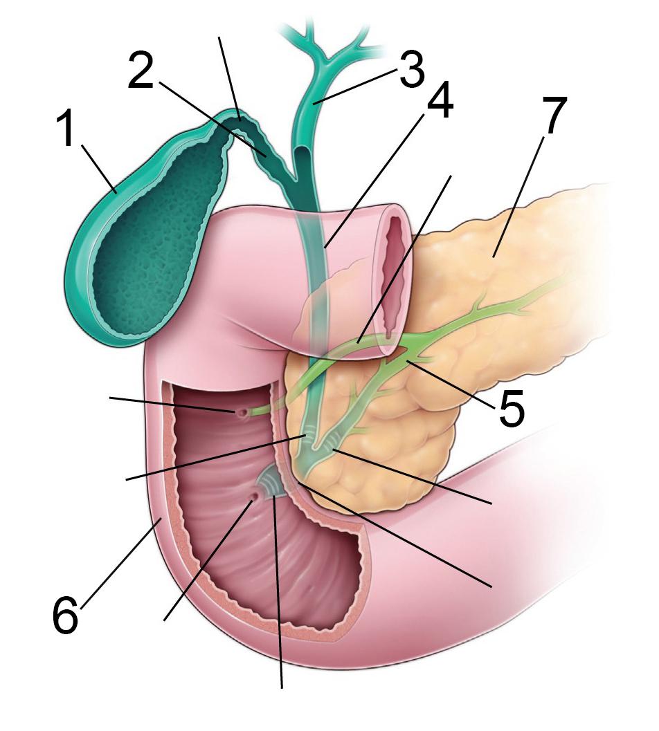 Tema 4 Lever/Galla Levern är människokroppens största körtel och det näst största organet efter huden. Den väger mellan 1.200-1.500 g.