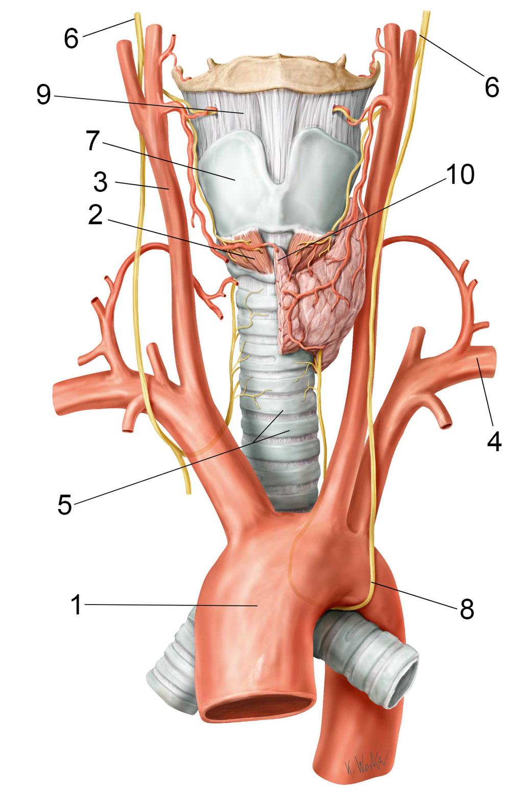 Tema 5 Glandula thyroidea (sköldkörteln) Sköldkörteln, glandula thyroidea, är en hormonproducerande körtel som påverkar i stort sett alla kroppens organ och receptorer för sköldkörtelhormoner finns