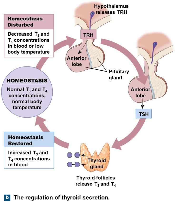 Tema 5 - Del C. (5 p) Hormoner från sköldkörteln är viktiga för en mängd basala kroppsfunktioner. a) Vilka två hormon produceras och insöndras från sköldkörteln? (1 p).