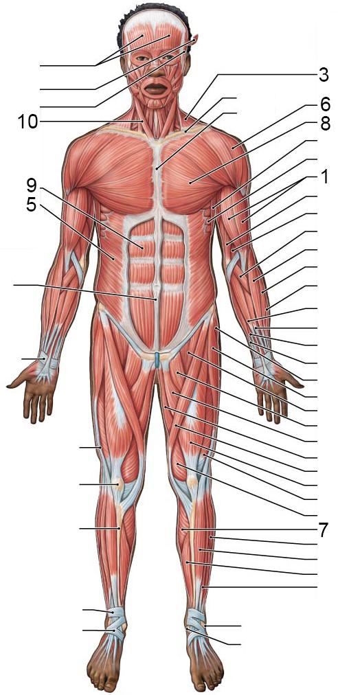 Tema 6 Muskel Musklerna tillhör organsystemet muskelapparaten och ser till att kroppen får rörelseförmåga. En muskel måste hållas aktiv nästan hela tiden för att den ska hålla sig i form.
