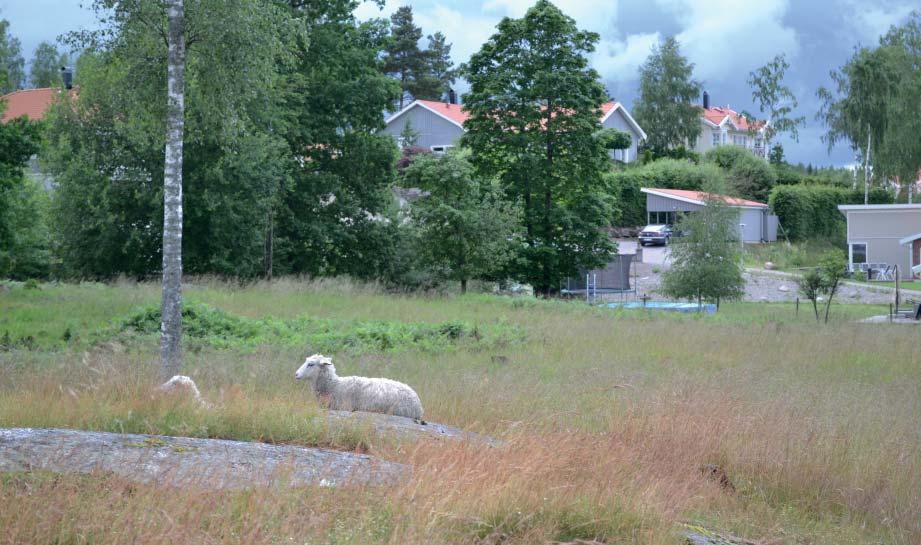 Grönplan för Strängnäs kommun del B4 Utställningshandling 2018-06-07 / 19 Betesmarker i Sundby strand. 6.2 Områden av ekologisk betydelse Inledning Områden som lyfts fram i avsnittet 6.