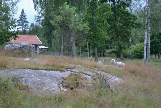 Grönplan för Strängnäs kommun del B4 Utställningshandling 2018-06-07 / 31 Båtliv. Betesmarker och fornlämningsområden insprängda i bebyggelsen.