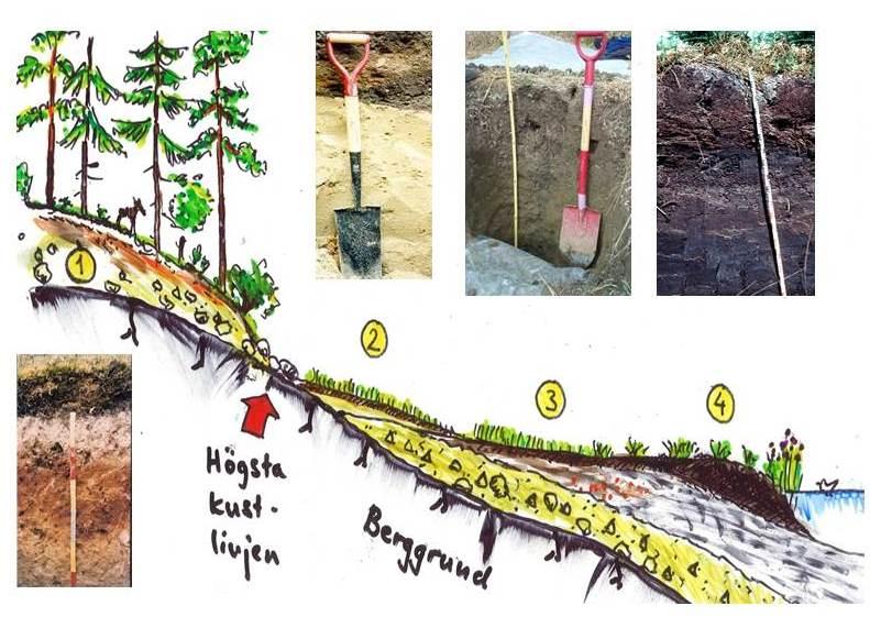 2) Se längdsnittet genom ett svenskt landskap nedan! Jordmånerna vid positionerna 1, 2, 3 och 4 är i tur och ordning spodosol entisol, inceptisol och histosol.