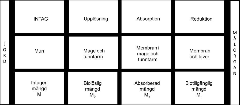 membran in i blodflödet (absorption). Det är möjligt för föroreningarna att brytas ner i membranen (reduktion).