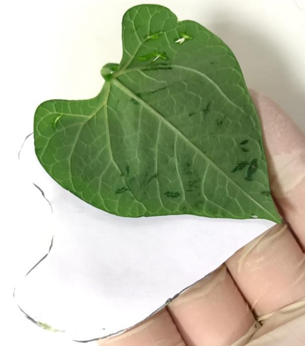 Figur 13. Utklippt lövfigur. På grund av begränsad tillväxt gjordes inget biologiskt upptagstest på växterna. 3.