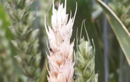 Lägesrapport från Fusarium - projekt i