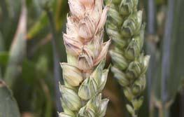 Cecilia Lerenius SJV Fusarium-projekt i