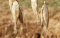 än i övrig stråsäd Mer i skalet än i övriga kärnan Andra Fusarium-arter viktiga (jf vete) F. langsethiae och F.
