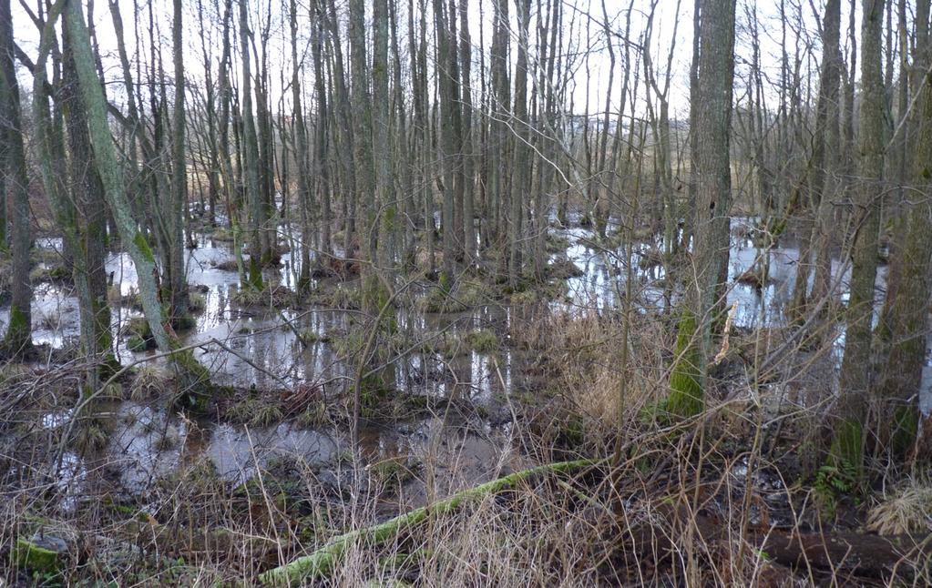 Alsumpskog: I väster, strax norr om GC-vägen, finns en alsumpskog. Förutom al finns björk, hägg och sälg.