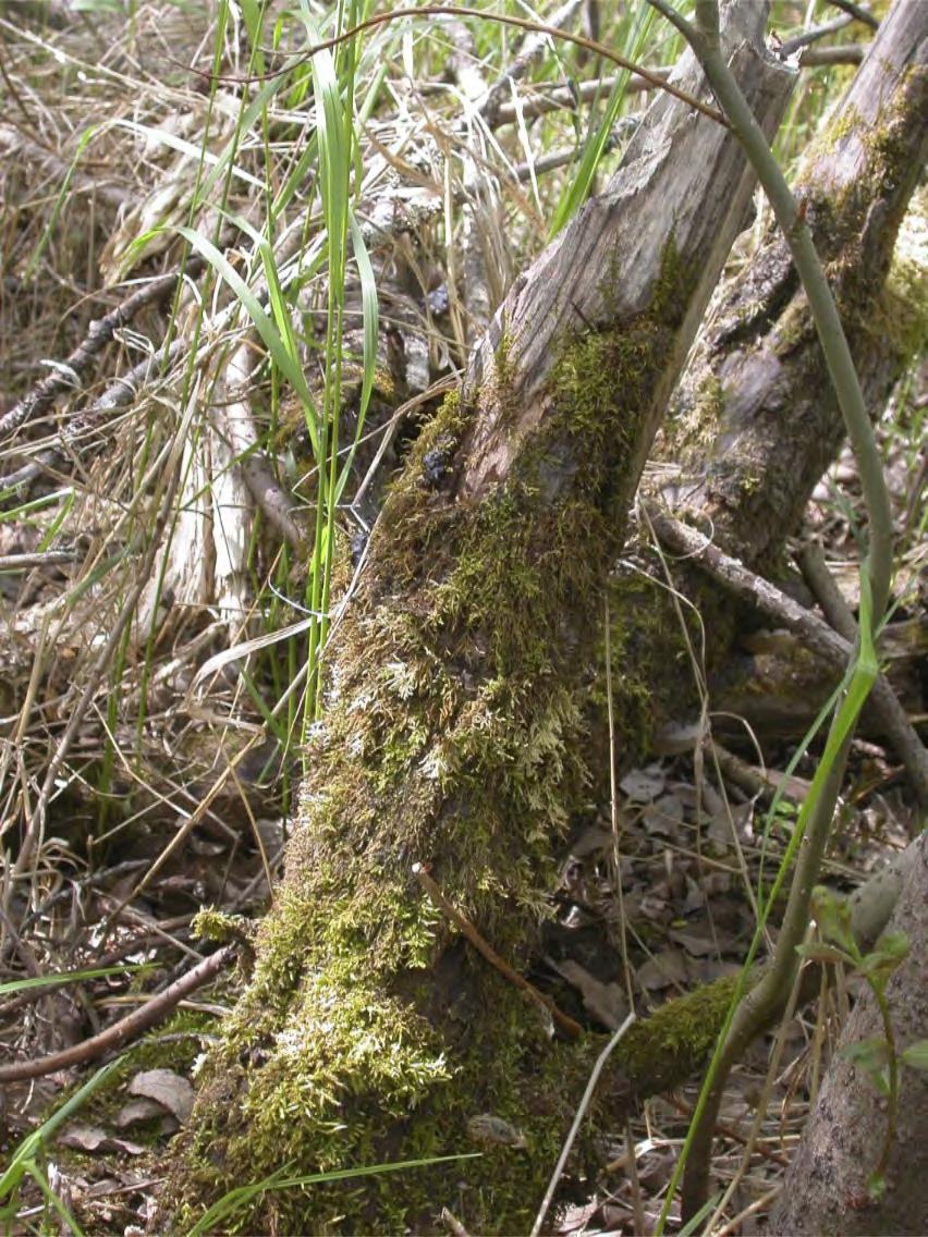 svåra att upptäcka för ett otränat öga (särskilt i en så flack terräng som i detta område), men är sannolikt mycket viktiga för strandskinnlav och andra naturvårdsintressanta arter.